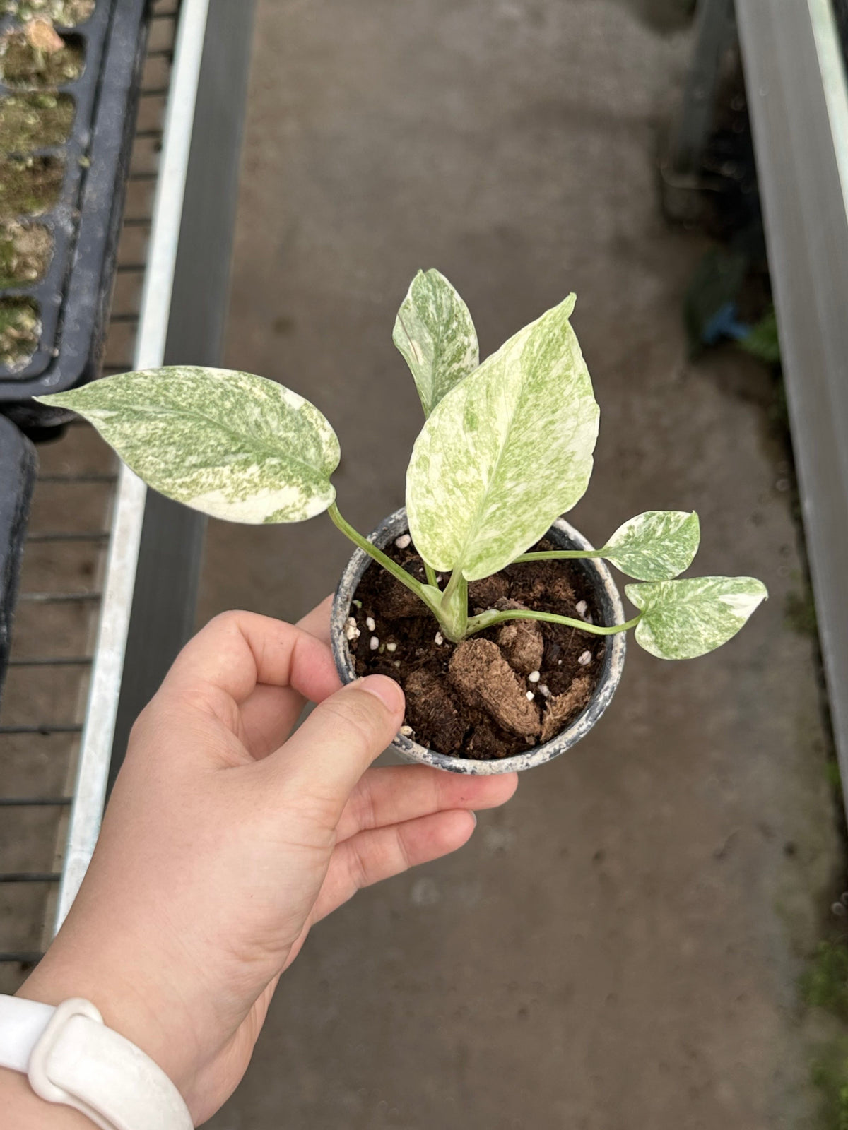 Monstera Legacy Premium Variegation