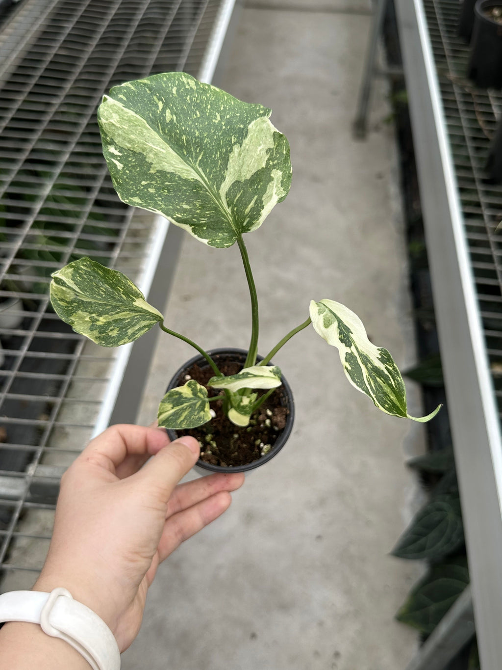 Monstera Electrolyte Tri-color (Golden Lion)