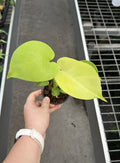 Monstera Deliciosa Banana Super Golden
