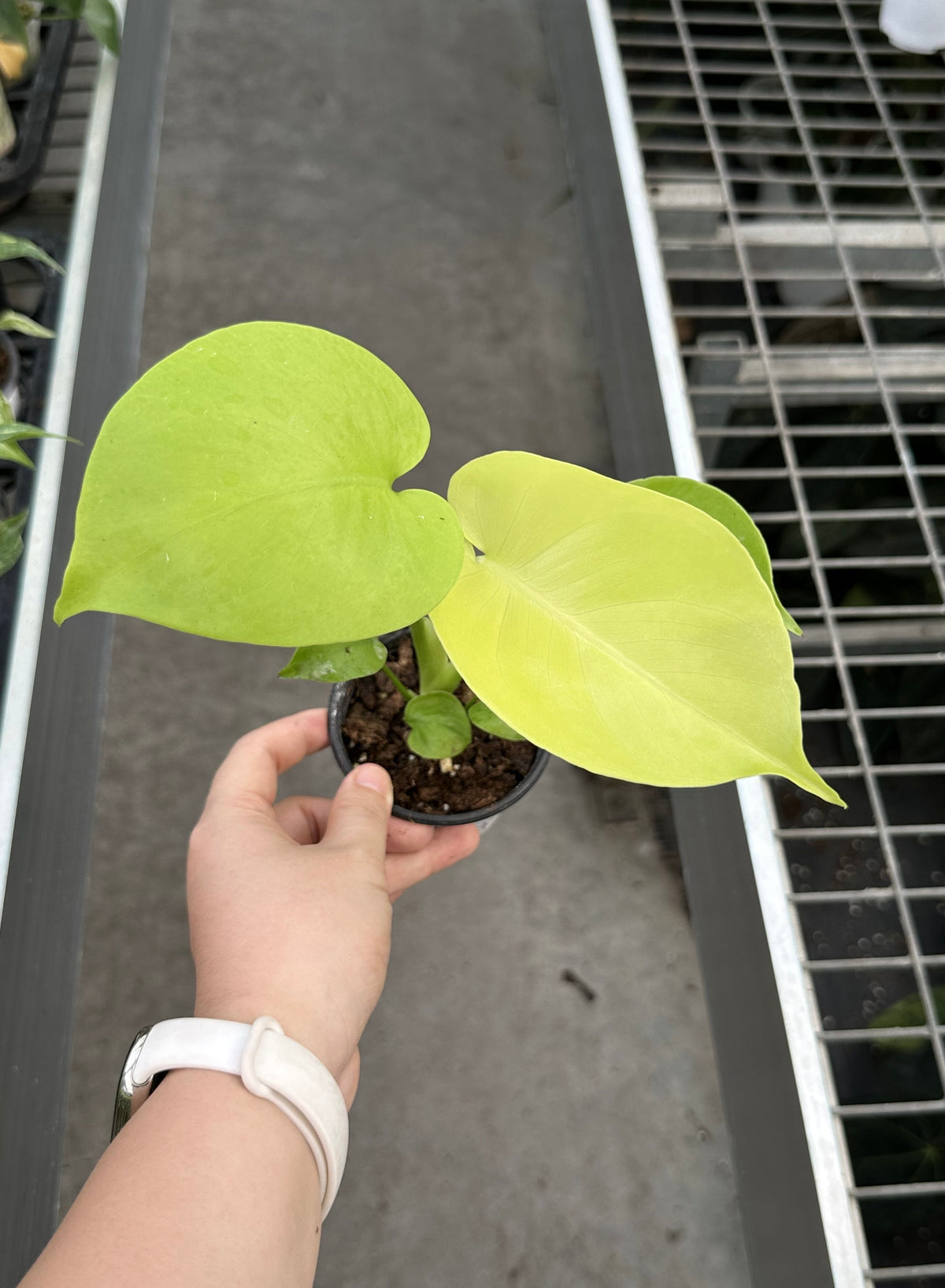 Monstera Deliciosa Banana Super Golden