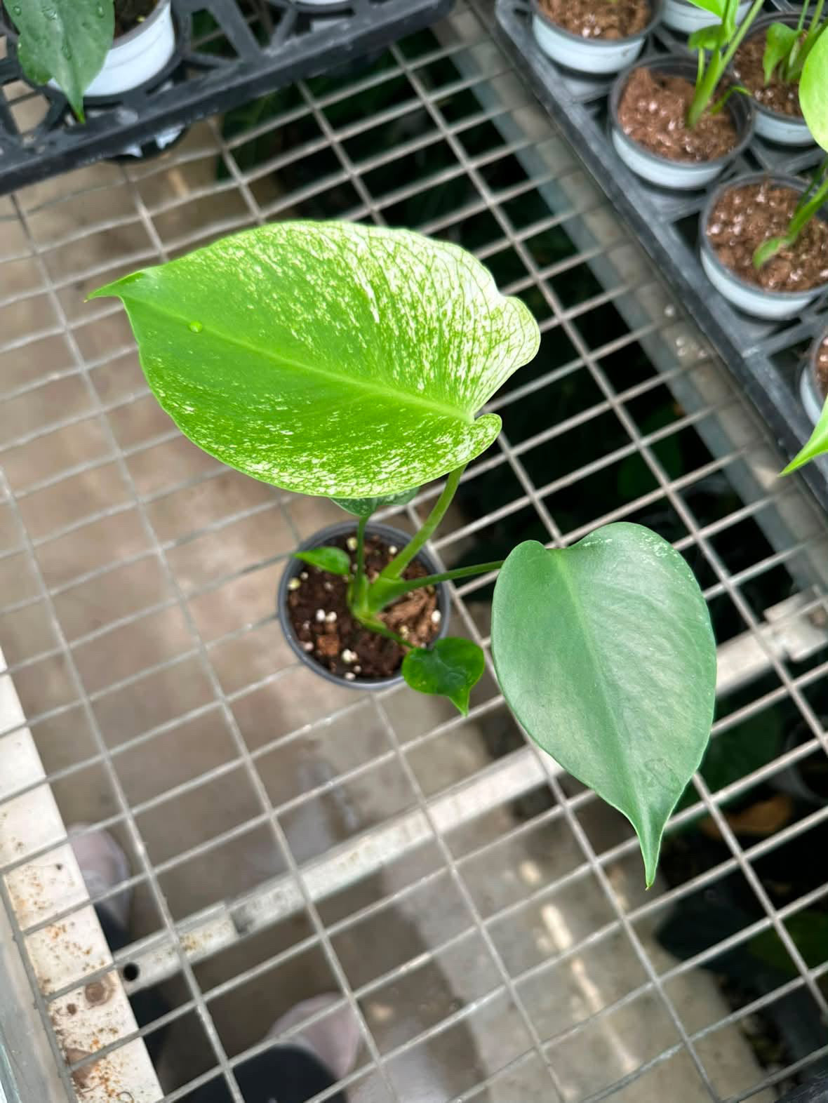 Monstera Devil Monster