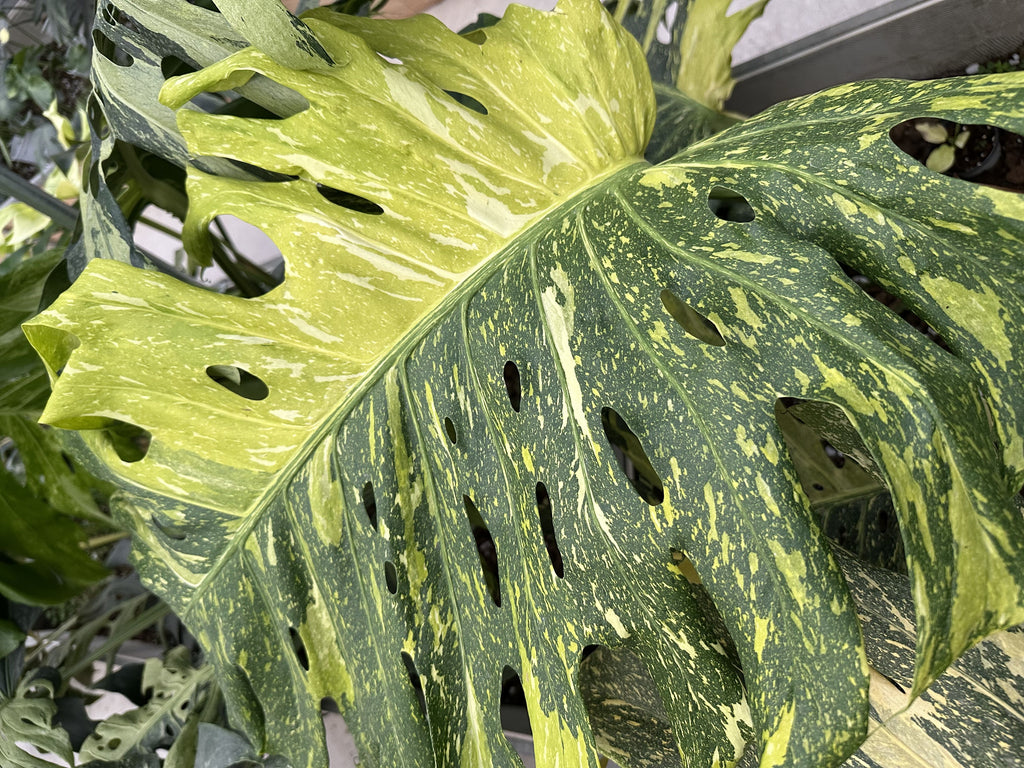 Monstera Electrolyte Tri-color (Golden Lion)