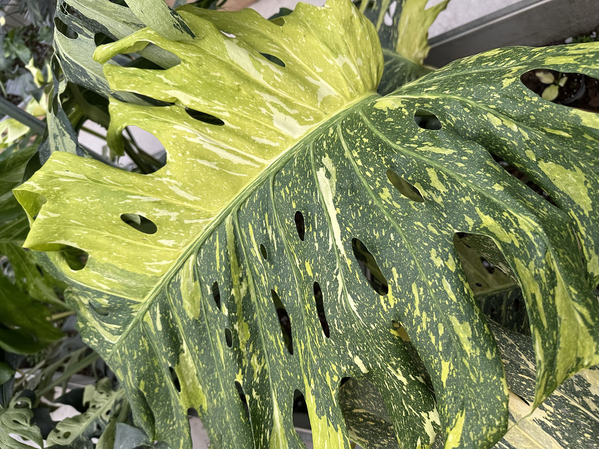 Monstera Electrolyte Tri-color (Golden Lion)