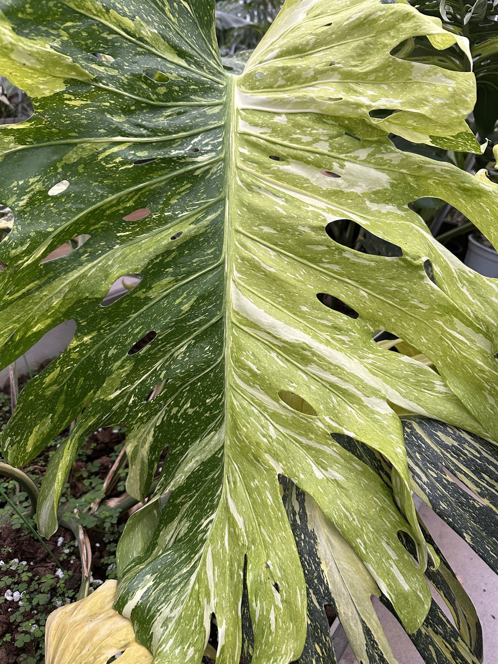 Monstera Electrolyte Tri-color (Golden Lion)