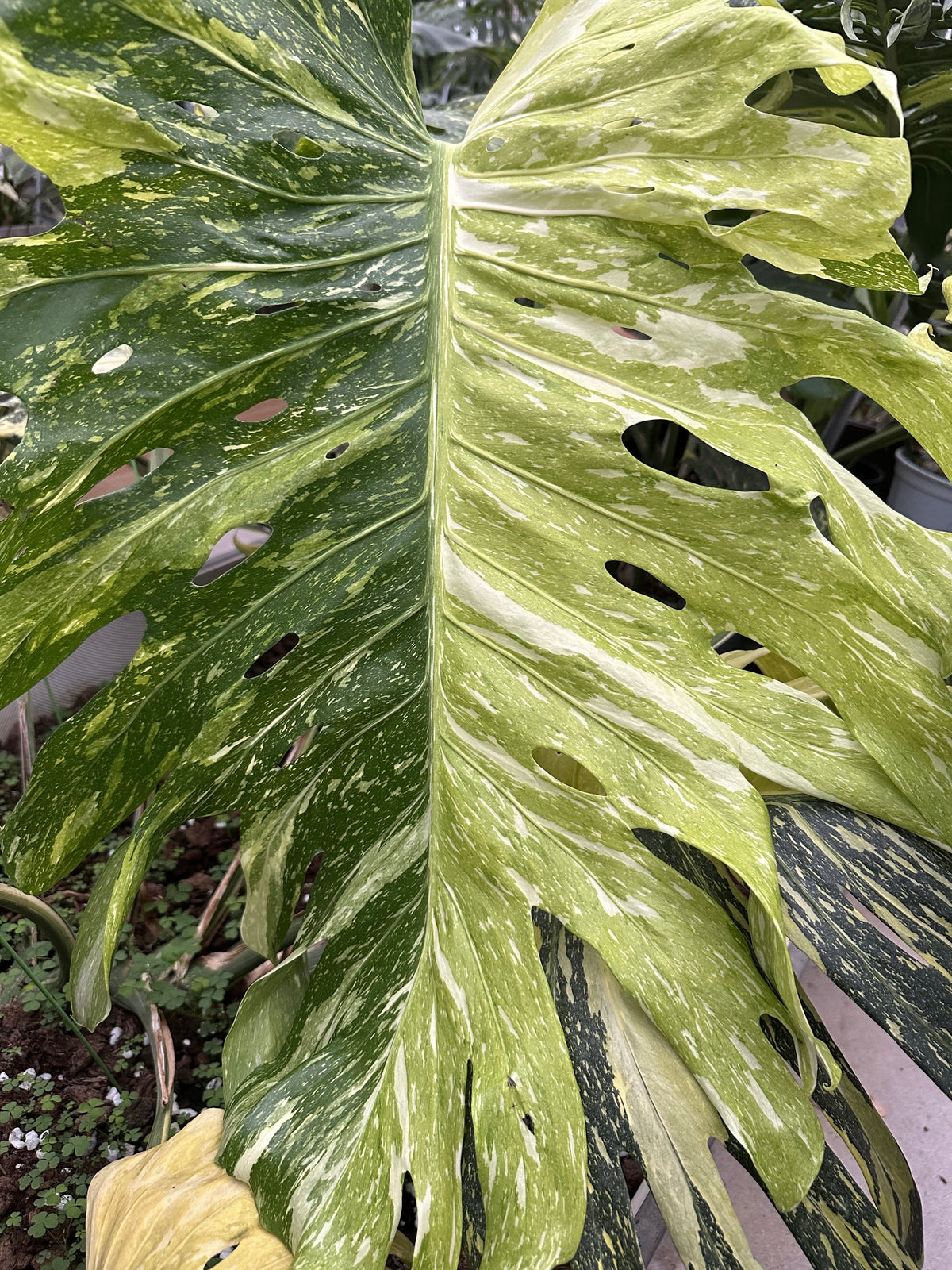 Monstera Electrolyte Tri-color (Golden Lion)