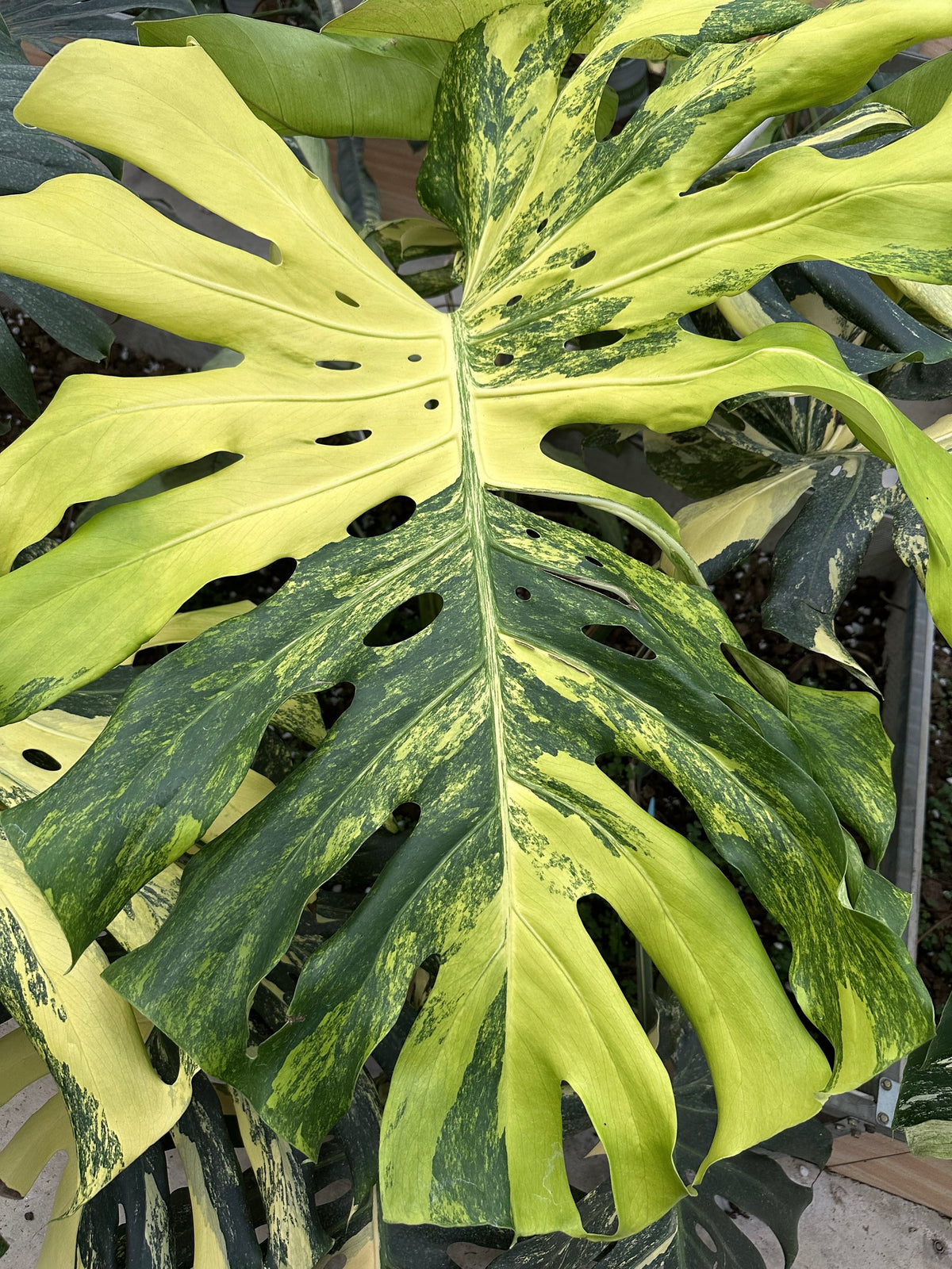 Monstera Lemon Porn Pom