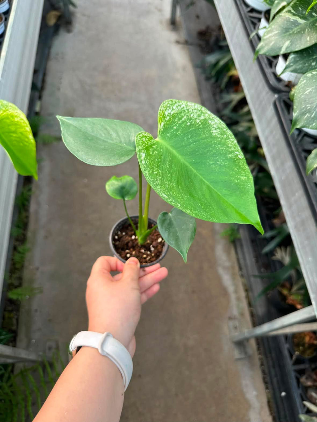 Monstera Devil Monster