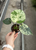 Monstera Bulbasaur