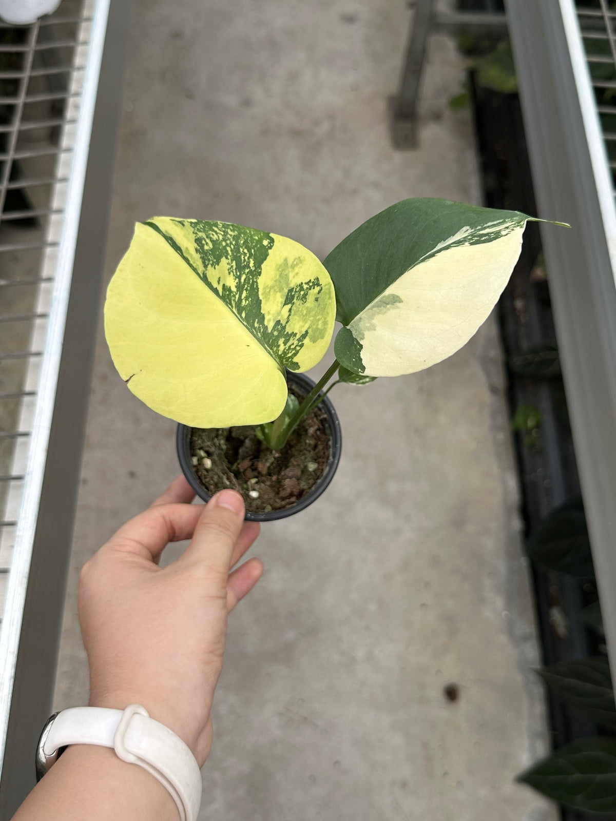 Monstera Lemon Porn Pom