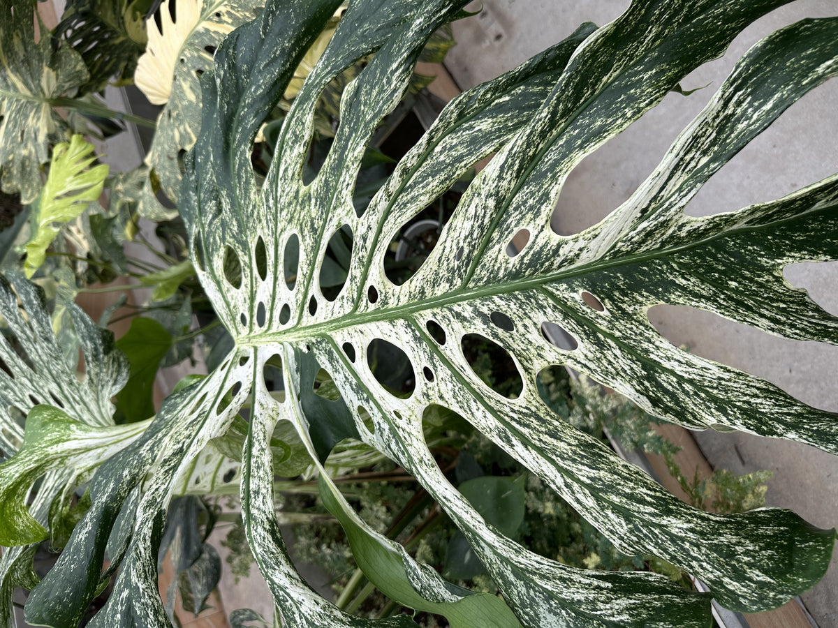 Monstera Devil Monster
