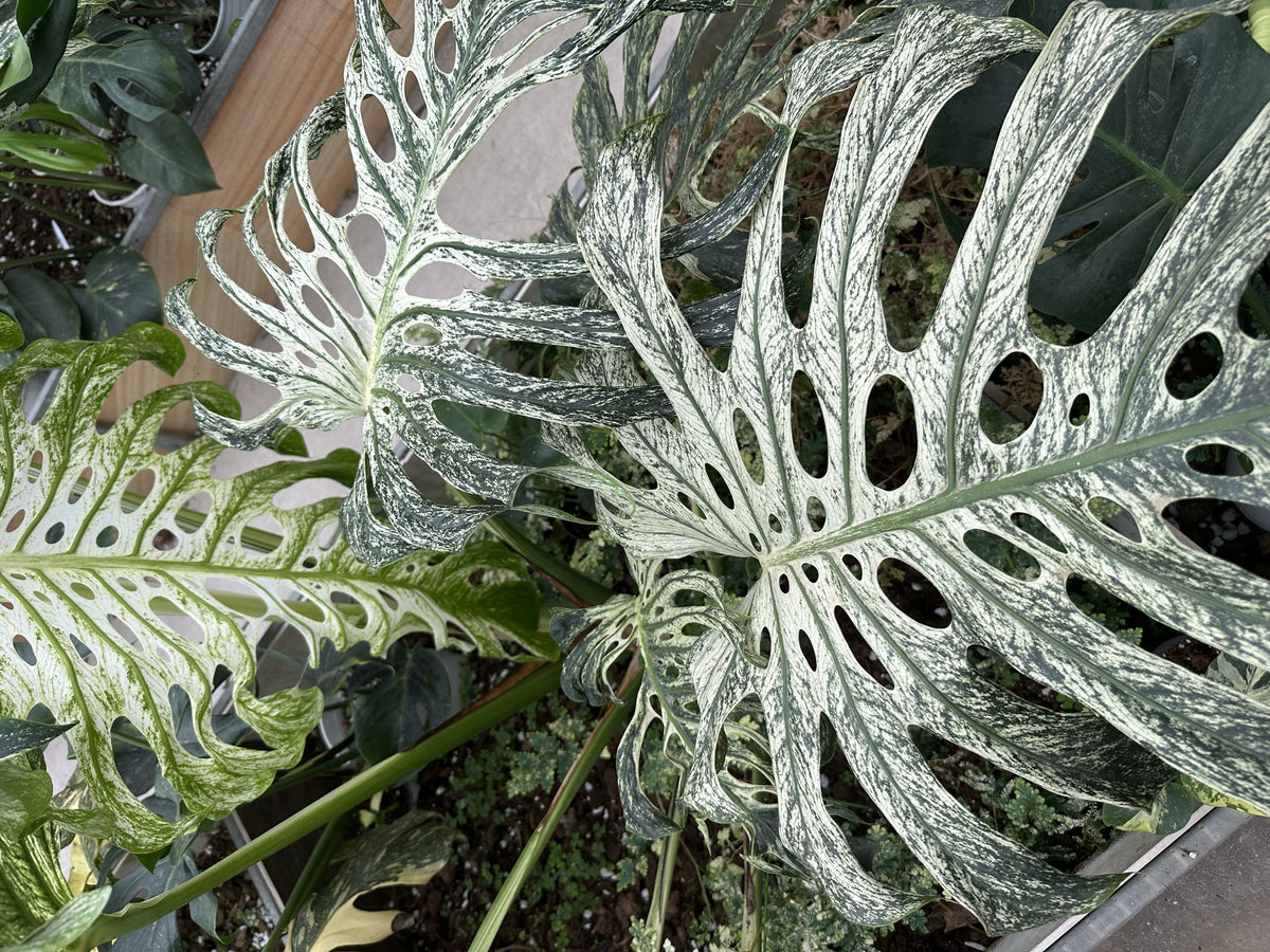 Monstera Devil Monster