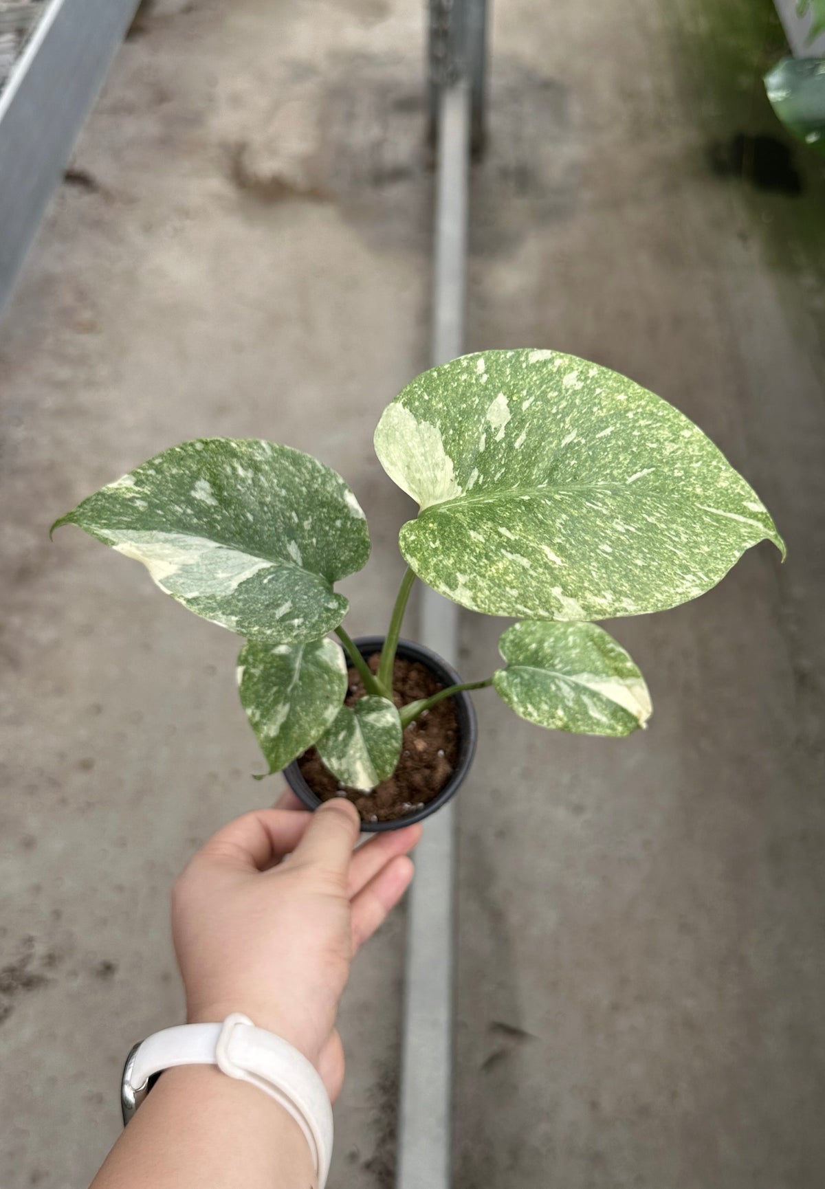 Monstera Green Snow