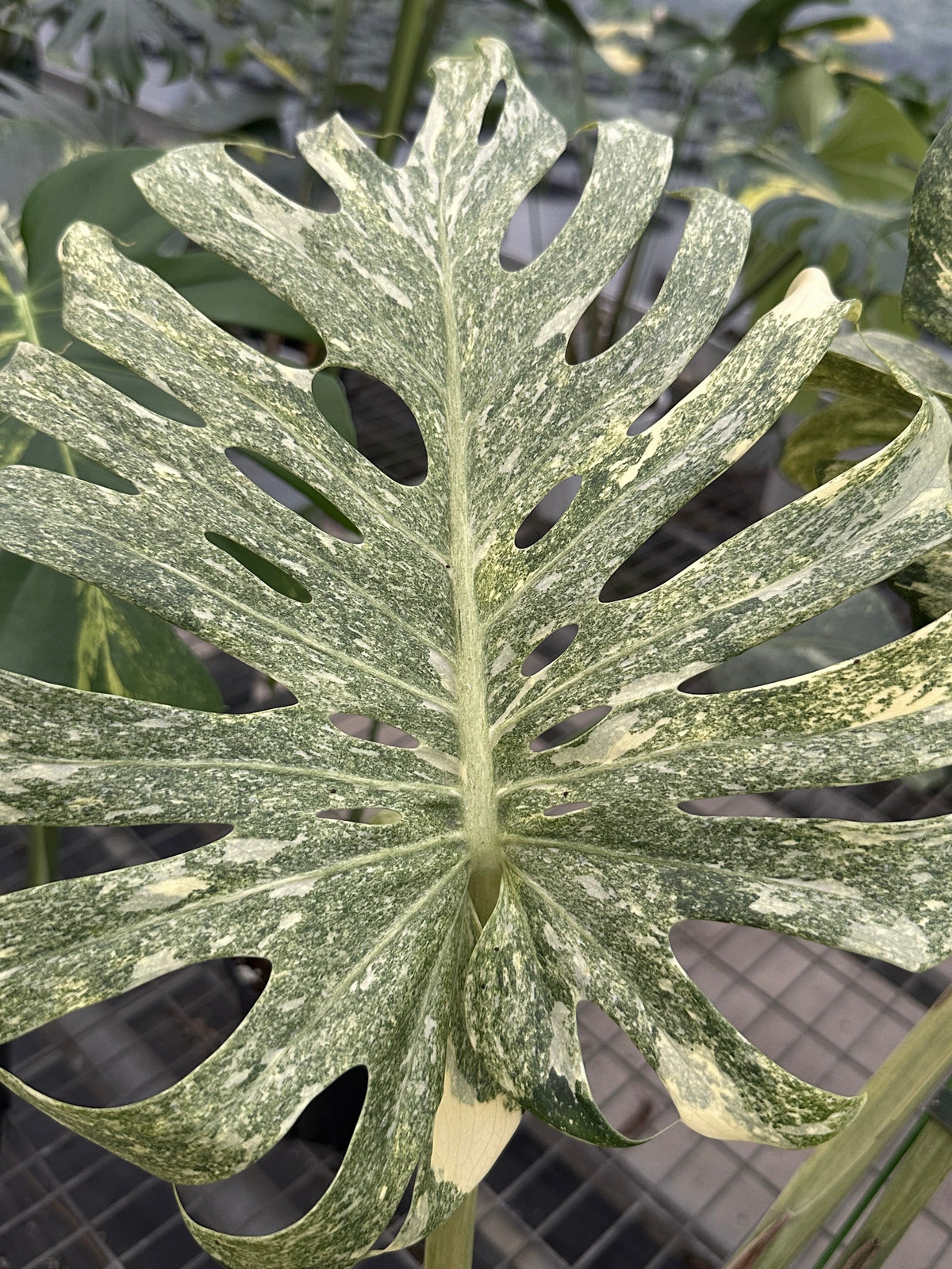 Monstera Green Snow